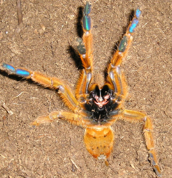 OBT