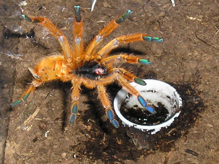 OBT