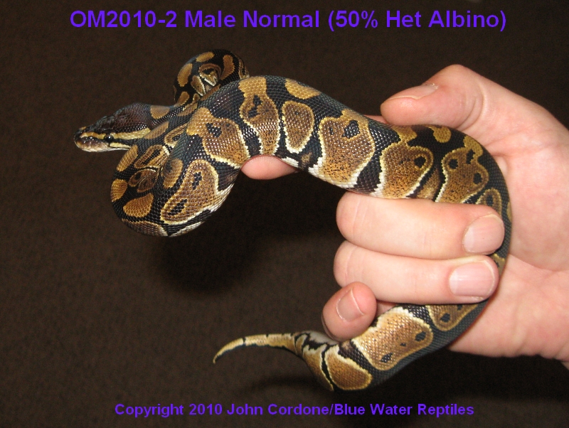 OM2010-2_Normal_Female_PHA