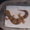 One of my female breeders