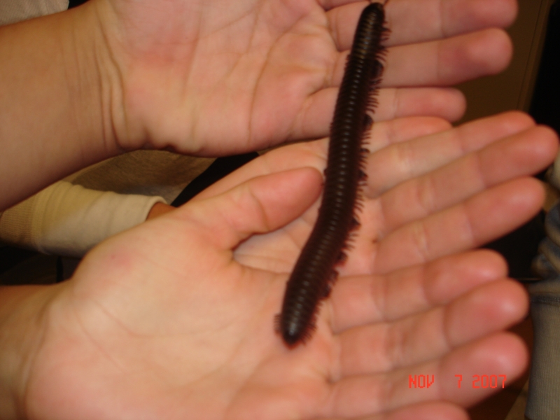 One of our 3 African Giant Millies