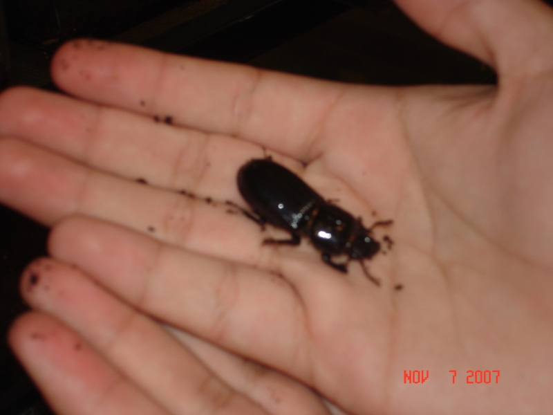 One of our Bess Beetles!