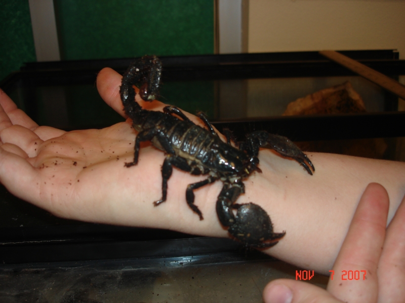One of our Emporer Scorpions!