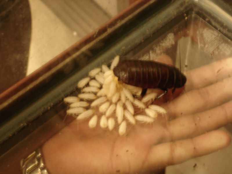 One of our Hissers with babies 'hatching/being born'