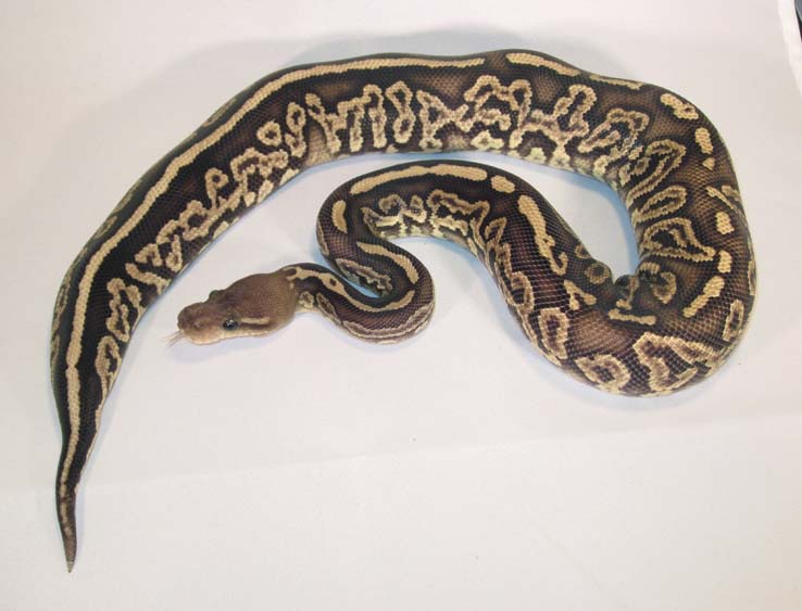 Onyx F 2