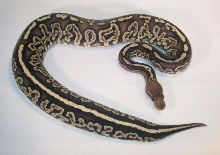Onyx Female