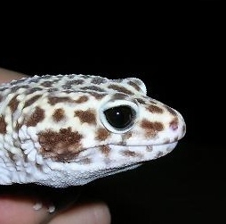 Onyx male eye