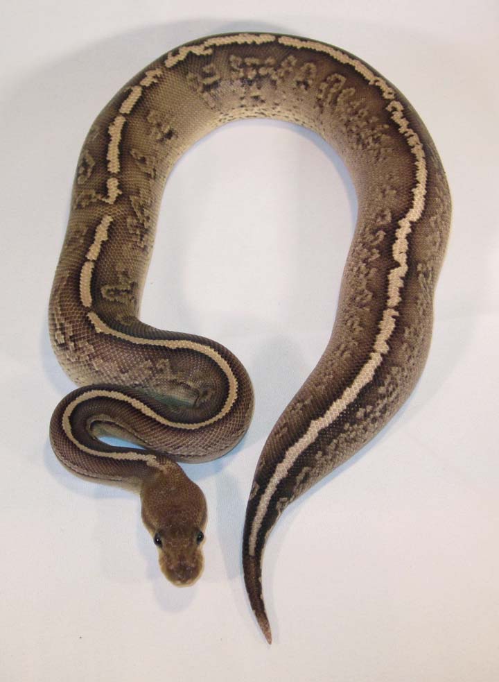 Onyx YB Female