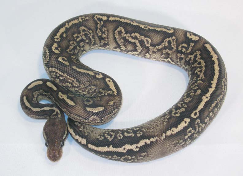 Onyx YB