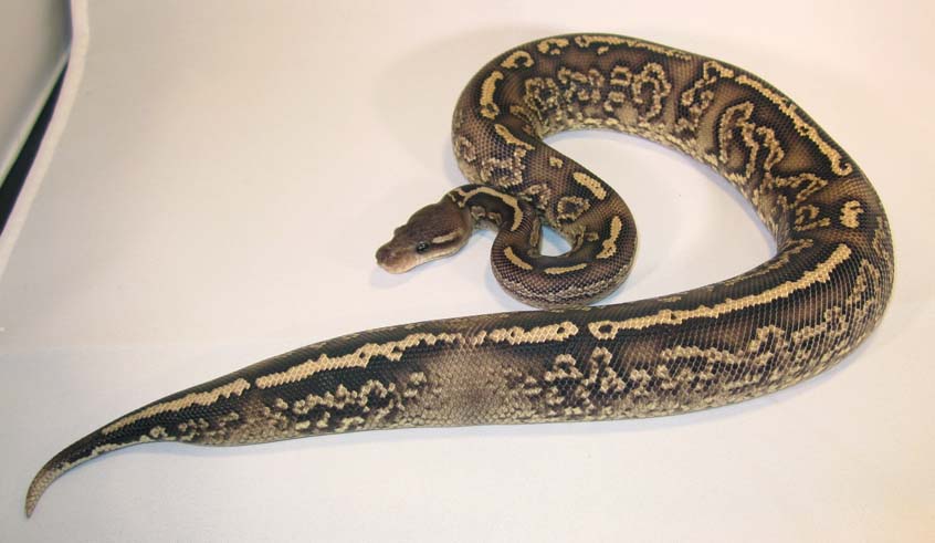 Onyx Yellow Belly #2