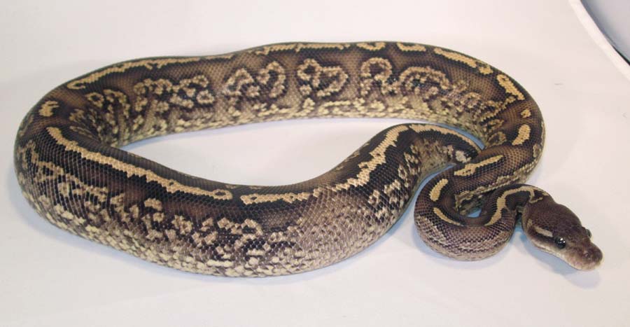 Onyx Yellow Belly #2a