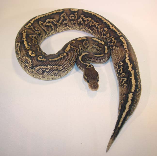 Onyx Yellow Belly #2b