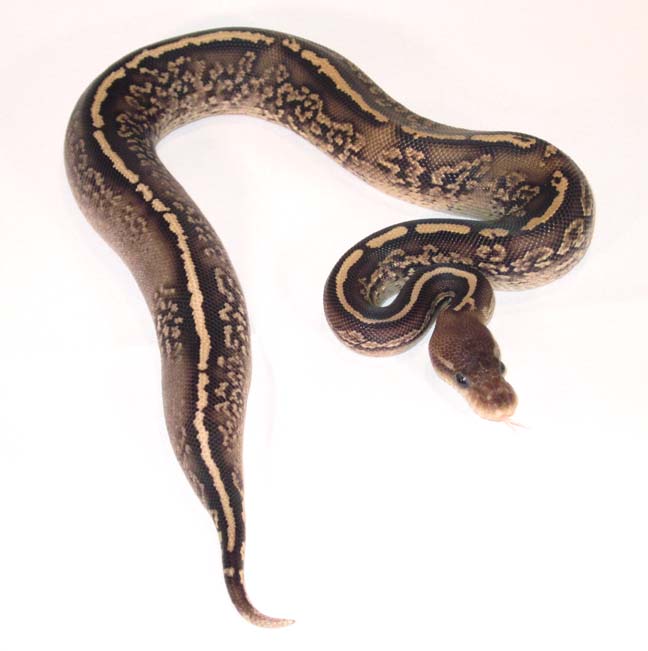 Onyx Yellow Belly