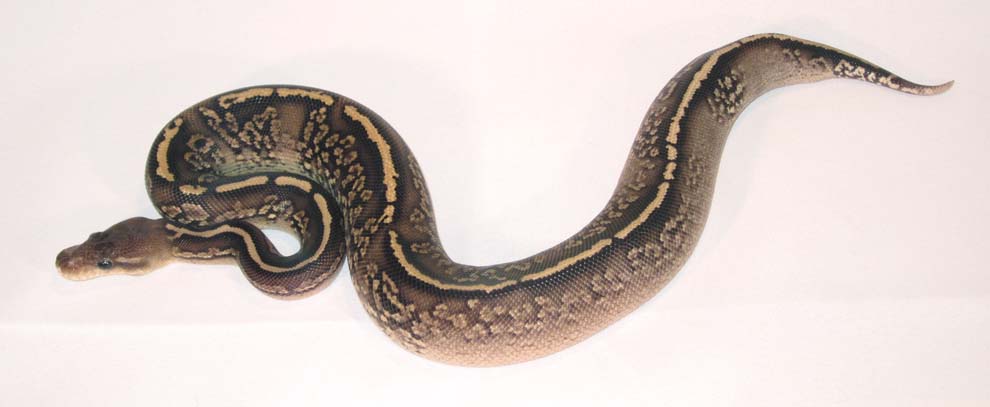 Onyx Yellow Belly