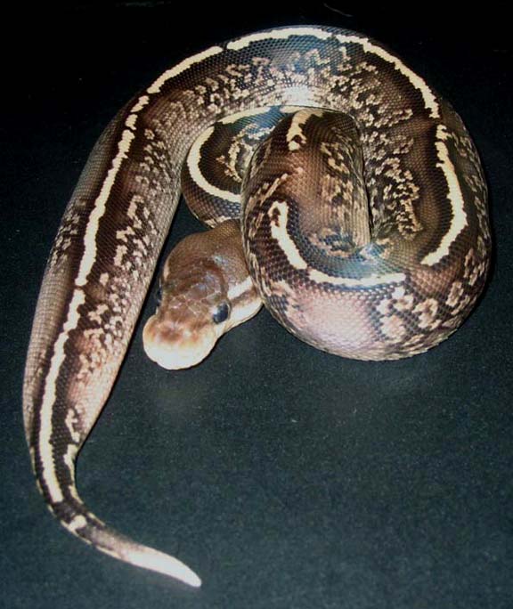 Onyx Yellow Belly