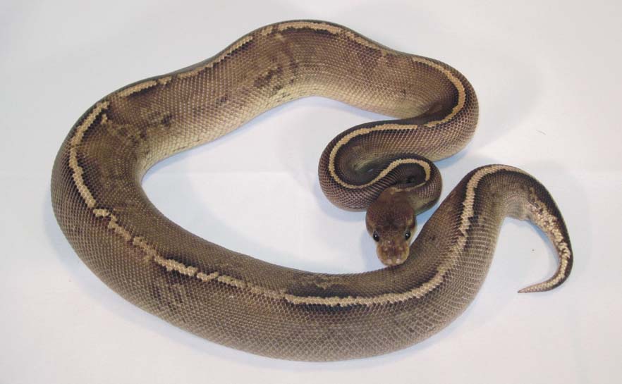 Onyx Yellow Belly
