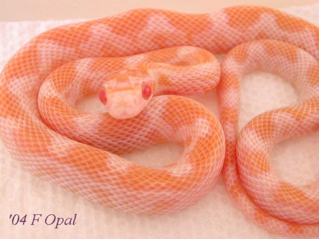 Opal