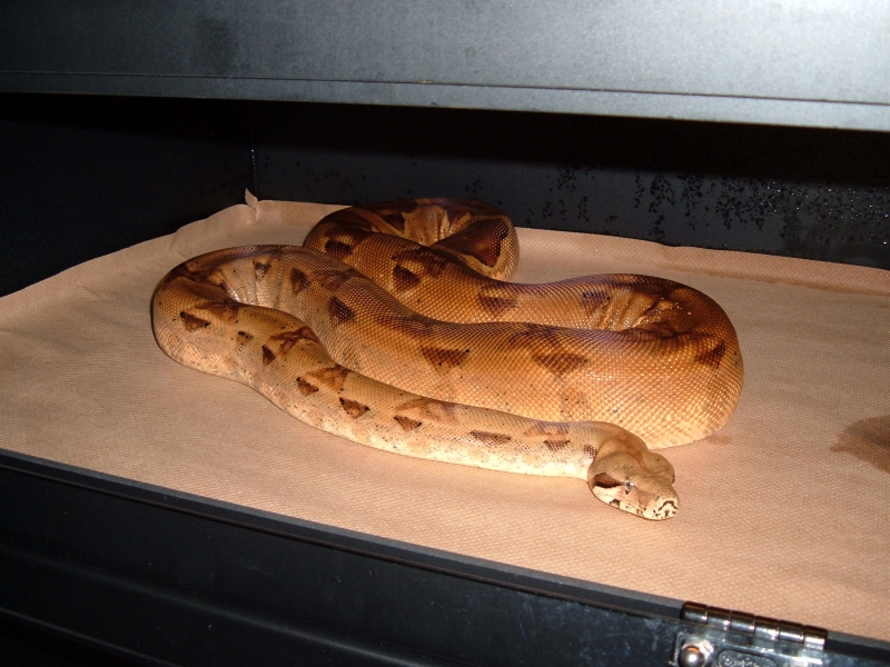 Orangasm Triple het female