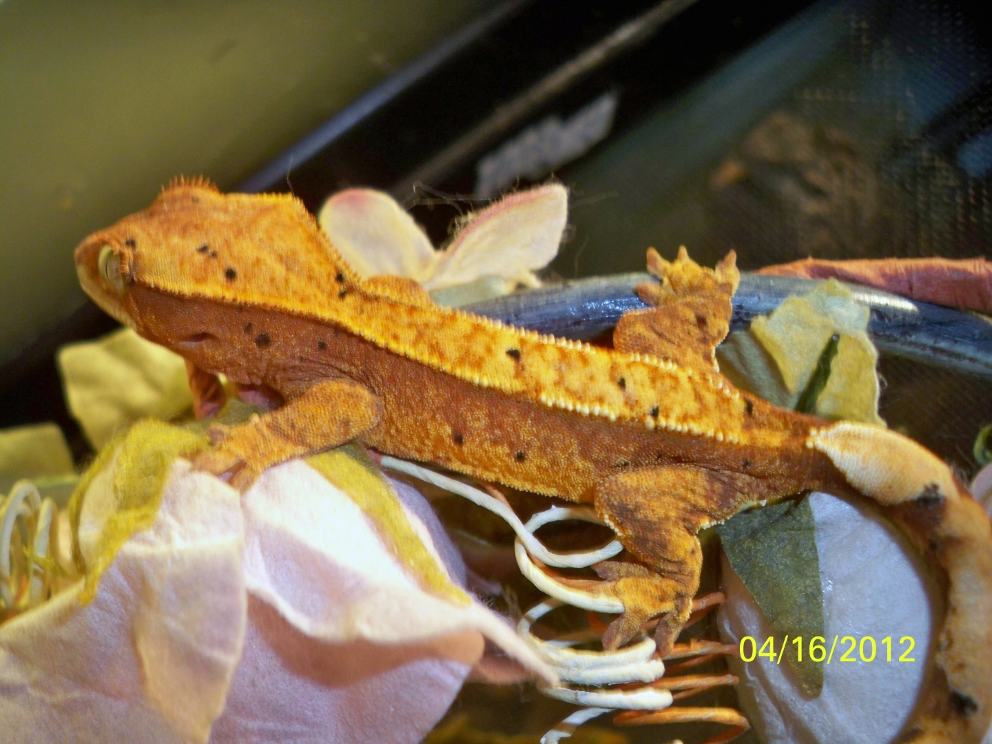Orange Crested Gecko