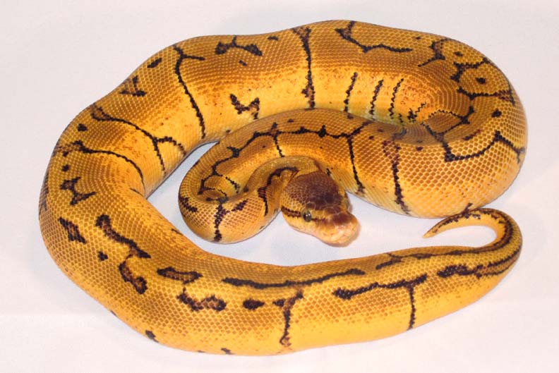 Orange Dream Lemon Blast