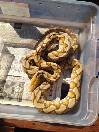 orange glow female