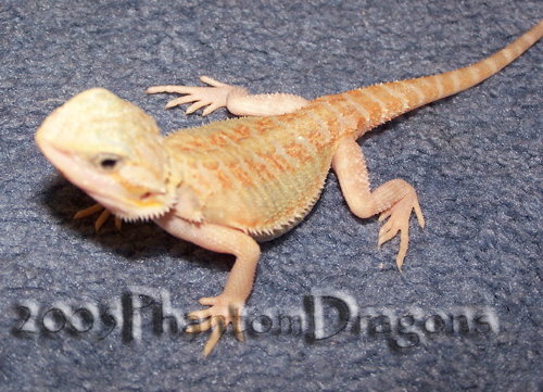 orange hypotransluscent