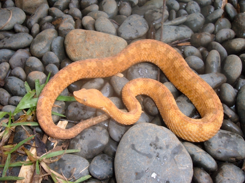 Orange Porthidium lansbergii