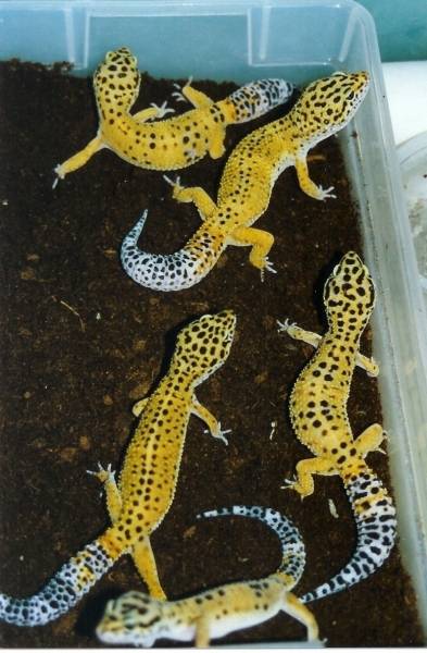Original Leopard Gecko Breeders 1990 in Nestbox