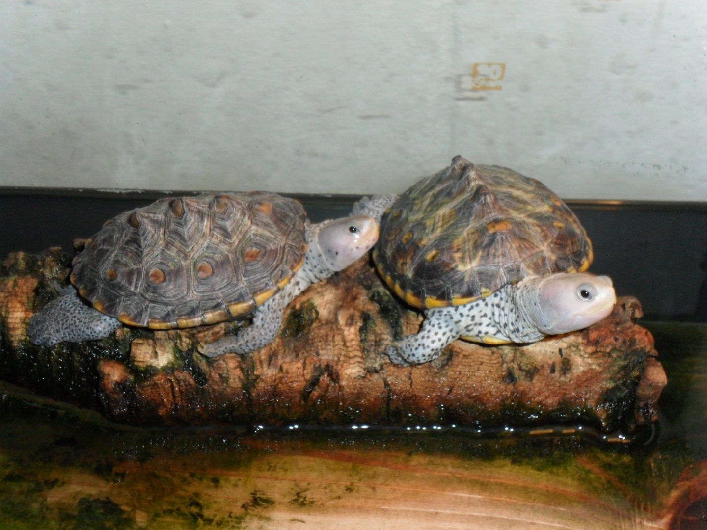 ornate diamondback terrapin