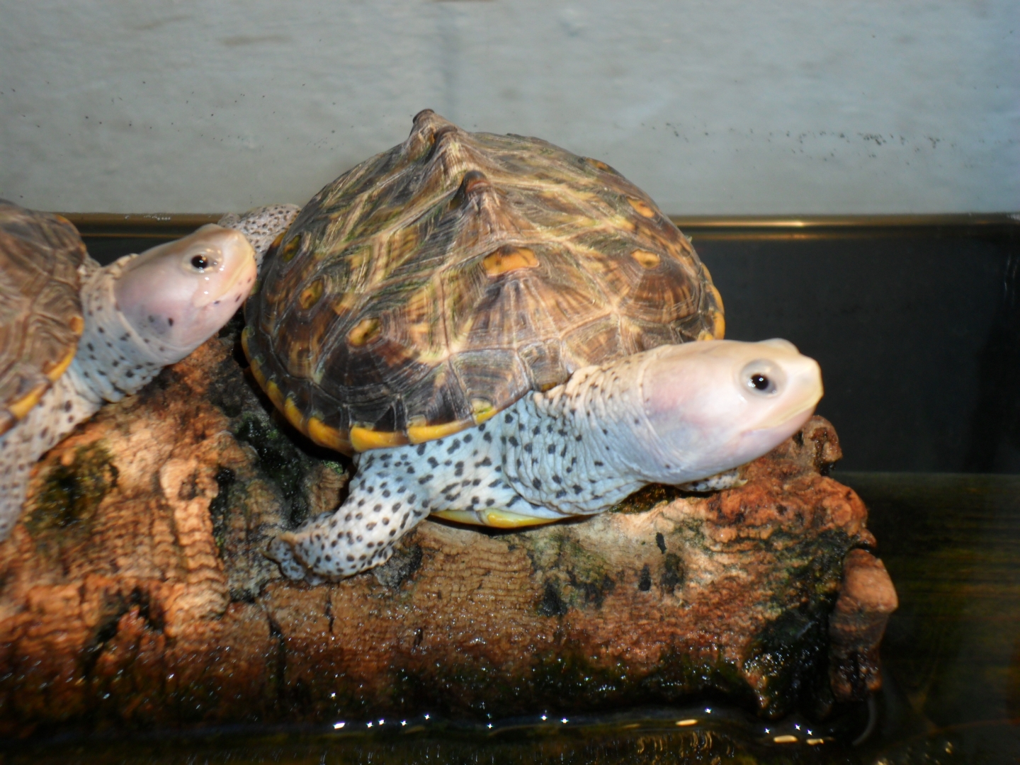 ornate diamondback terrapin