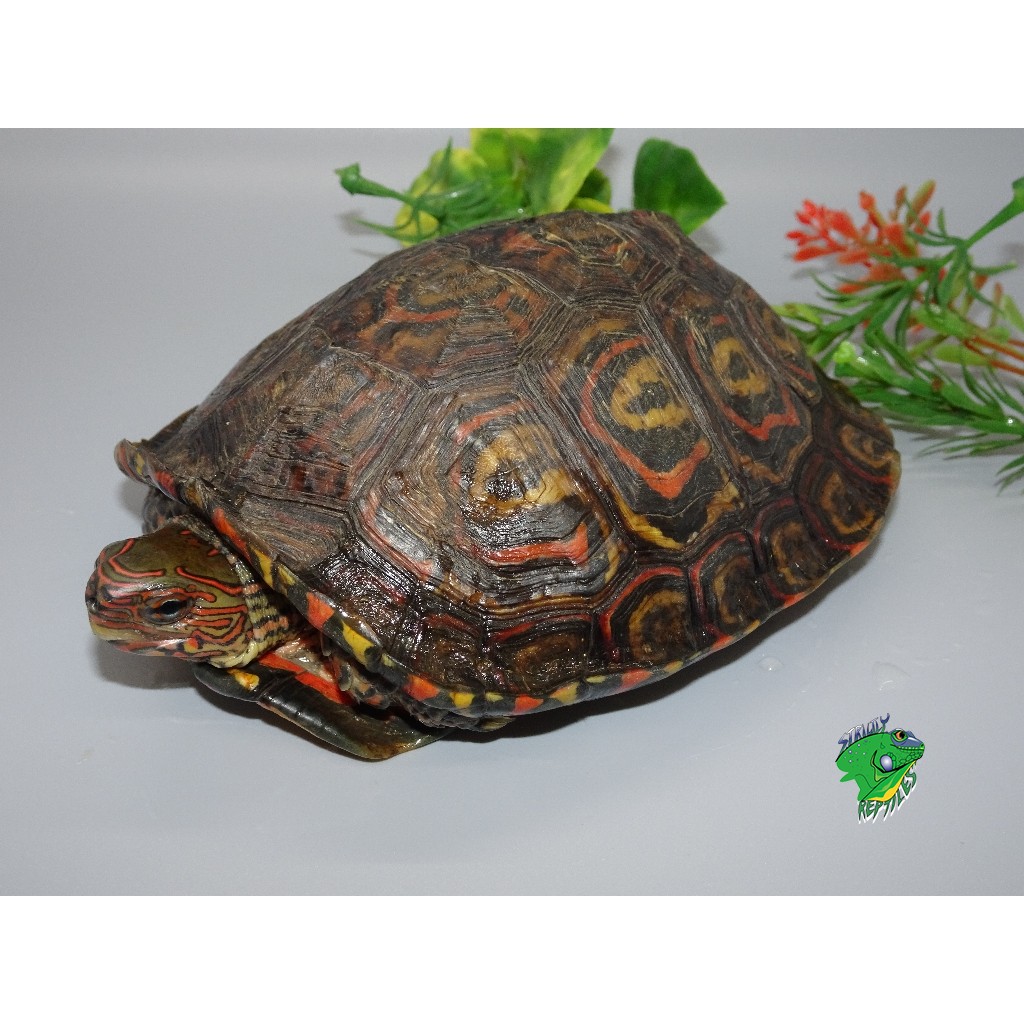 Ornate Wood Turtles