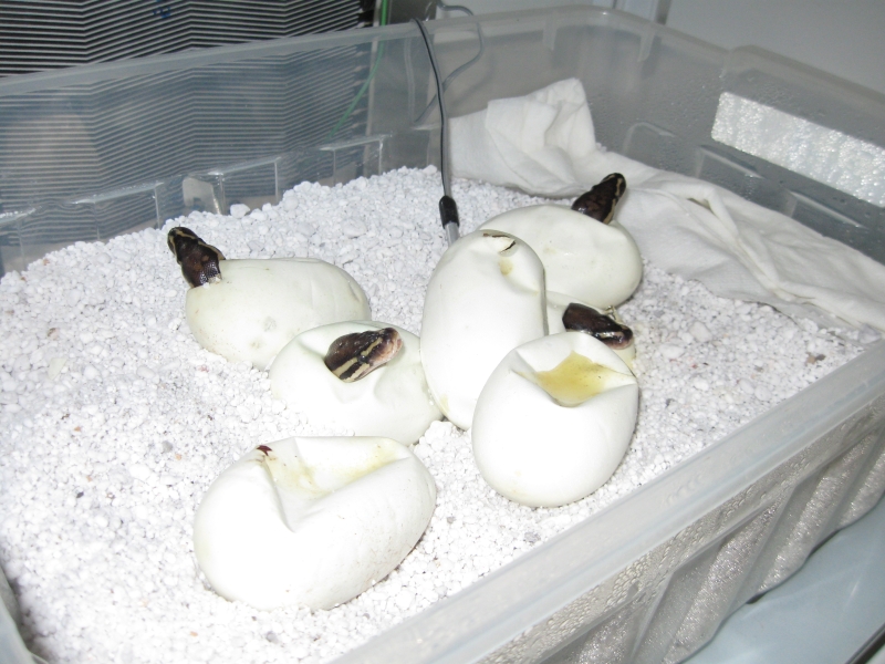 Oscar and Maia's clutch 2009