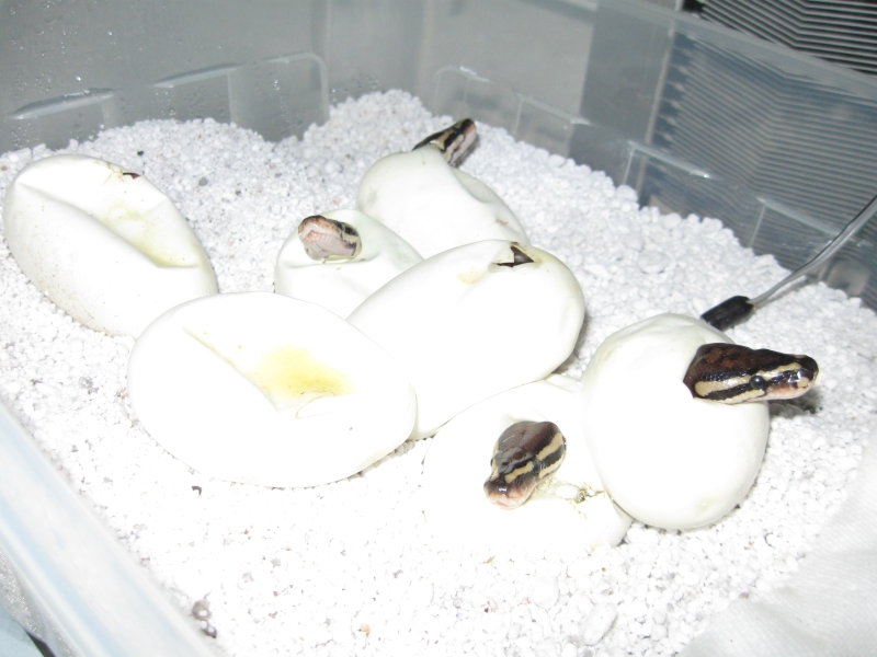 Oscar and Maia's clutch 2009