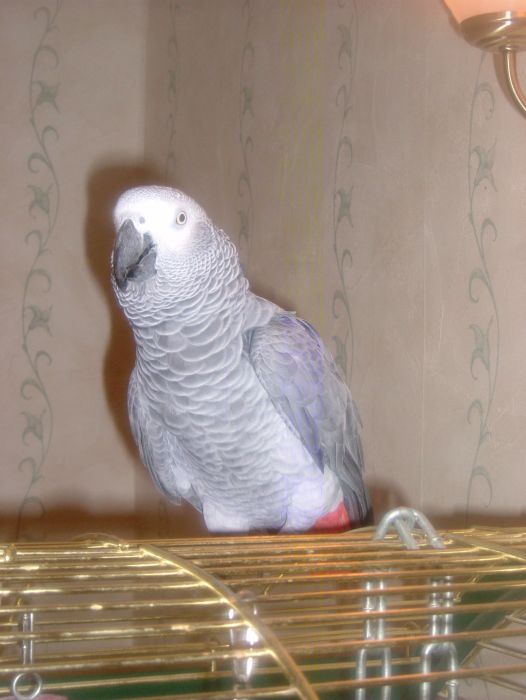 Oscar The African Grey