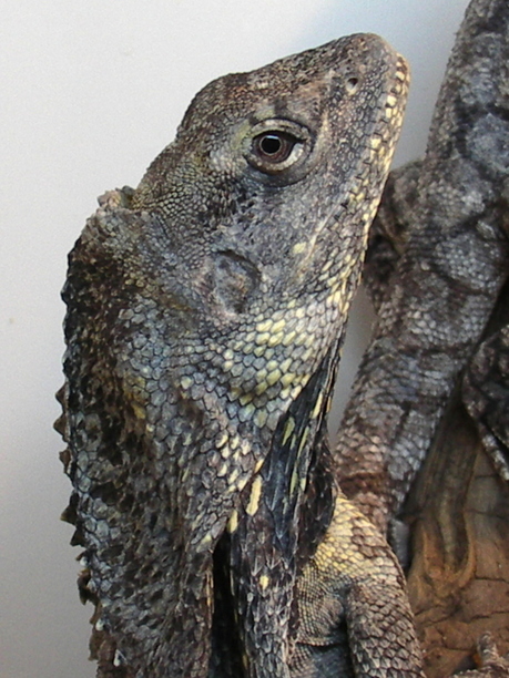 Our adult  frillied dragon