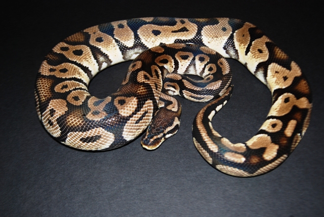 Our Bell Line Pastel Male