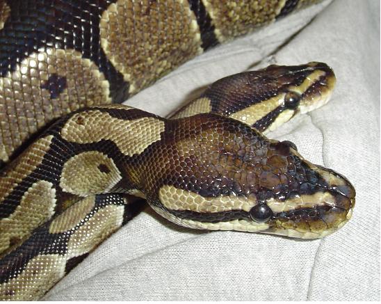Our_two_beauties_Martha_and_Monty_Python
