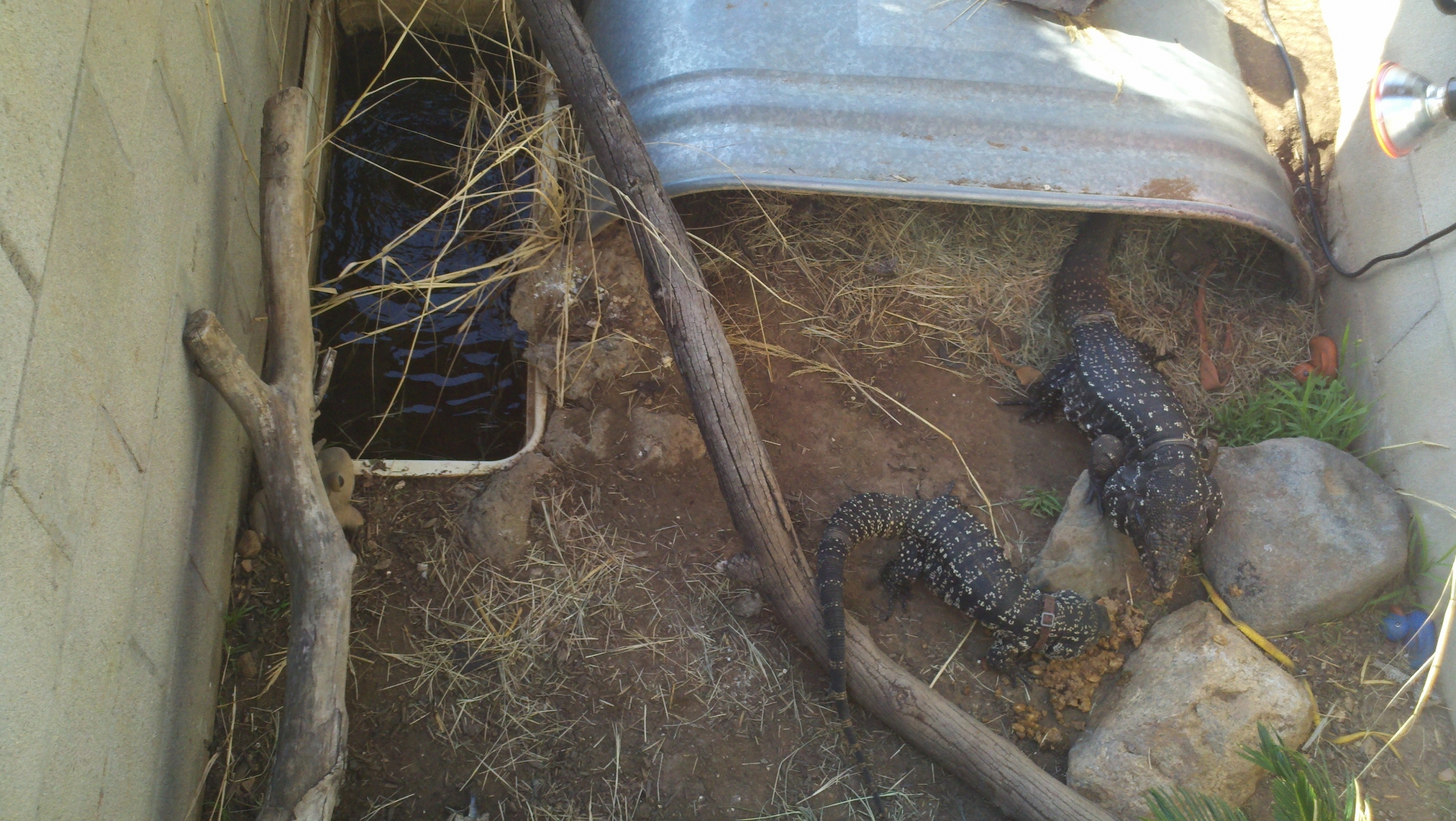 Outdoor Tegu Enclosure
