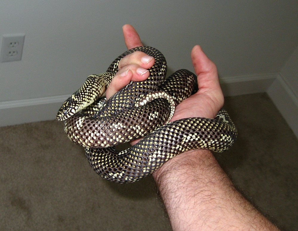 Outer Banks king (2008 male)