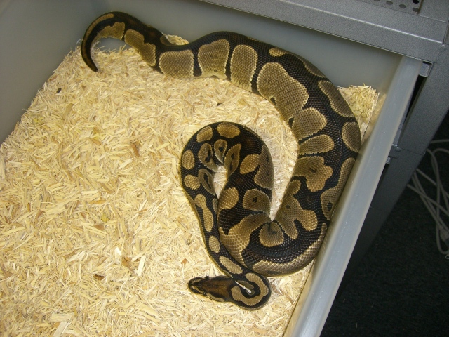 Ovulation