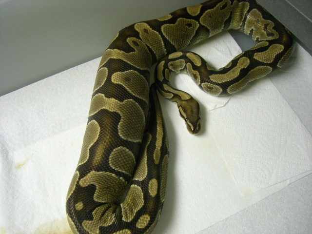 Ovulation