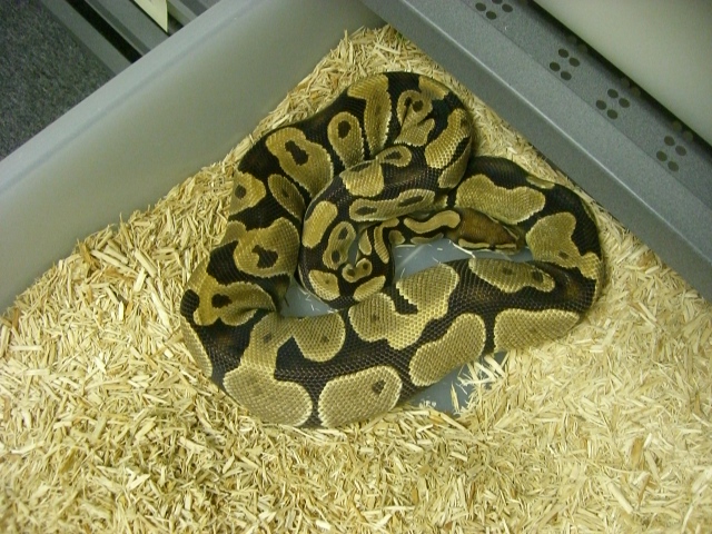 Ovulation