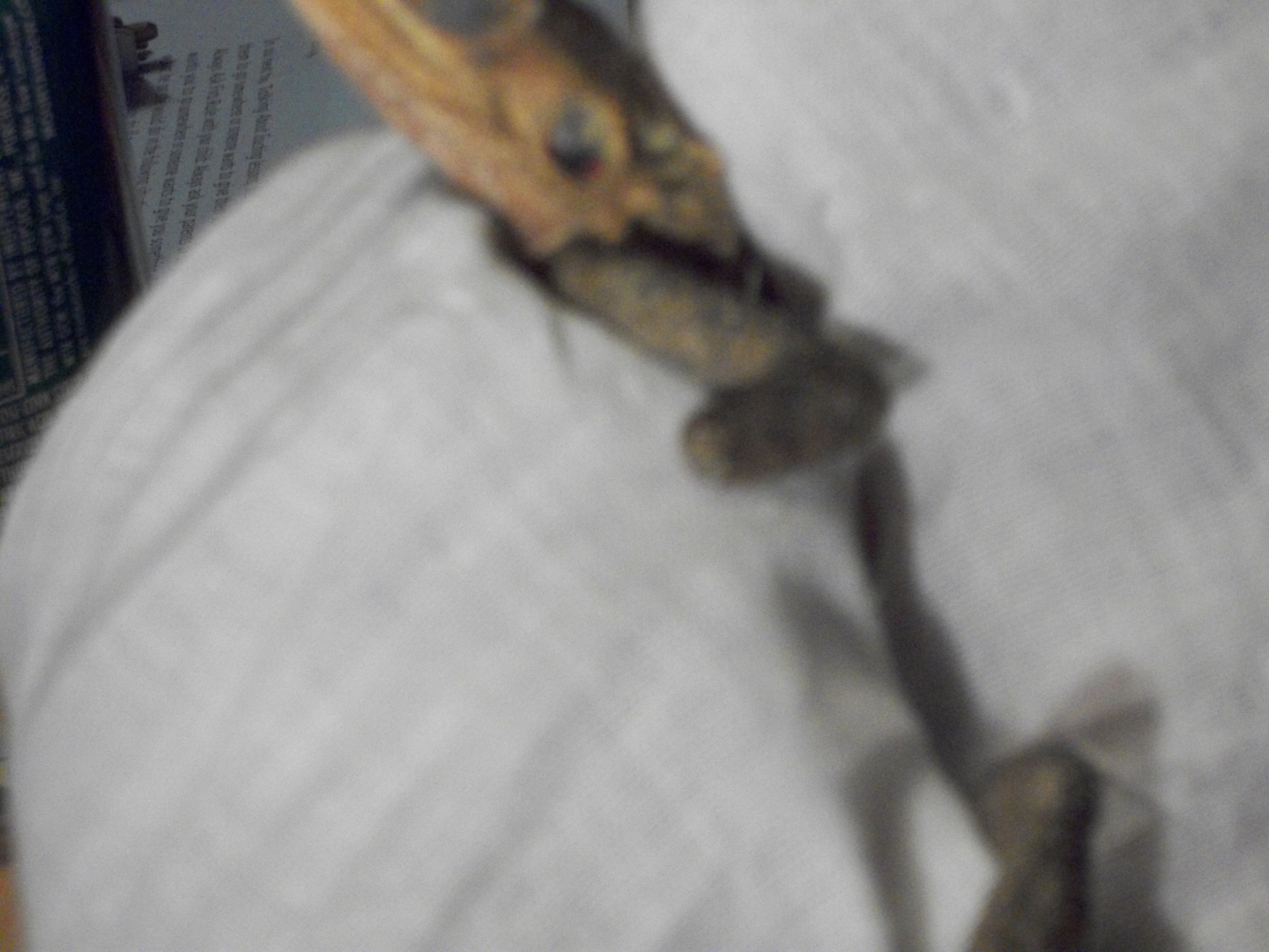 owies to agamas