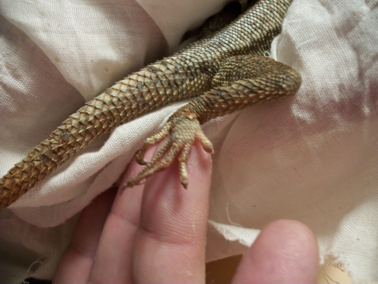 owies to agamas