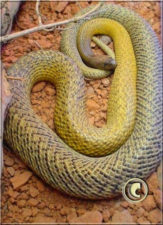 Oxyuranus microlepidotus