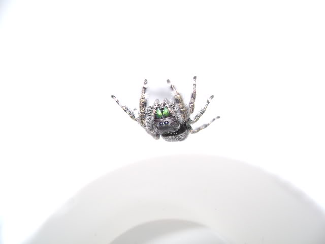 P. audax Jumping Spider Adult Female