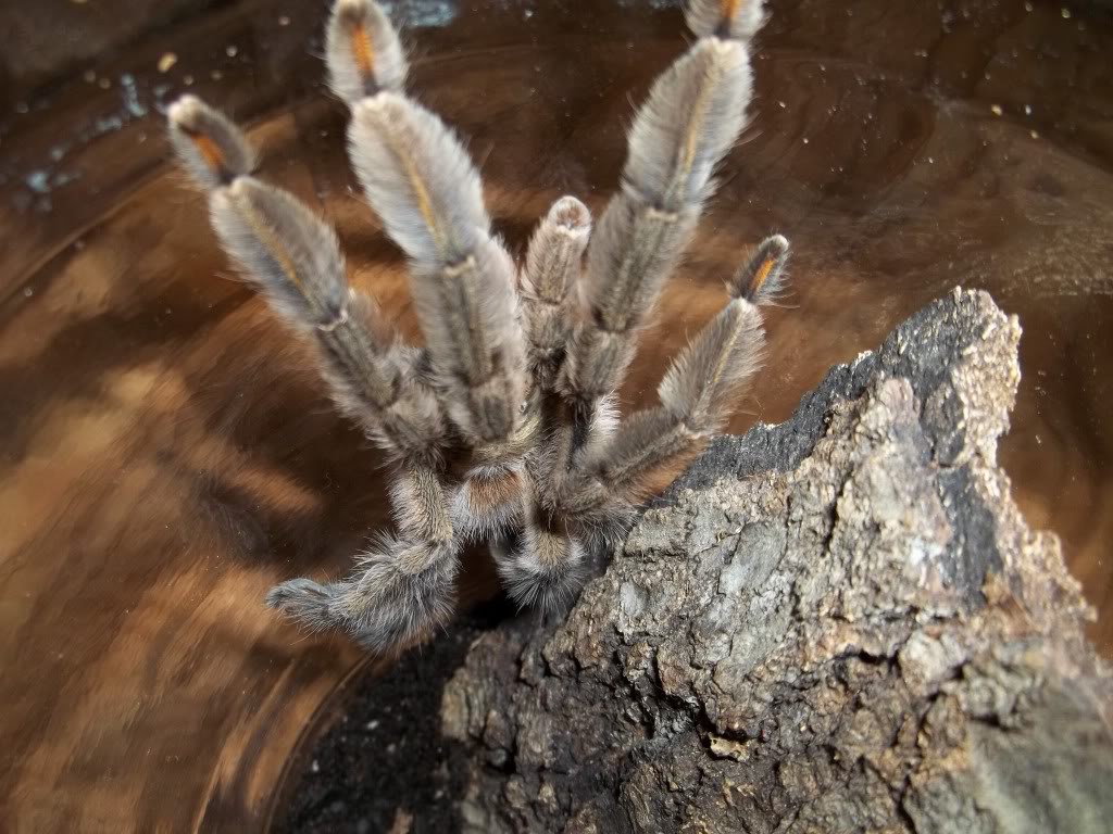 P. cambridgei Male