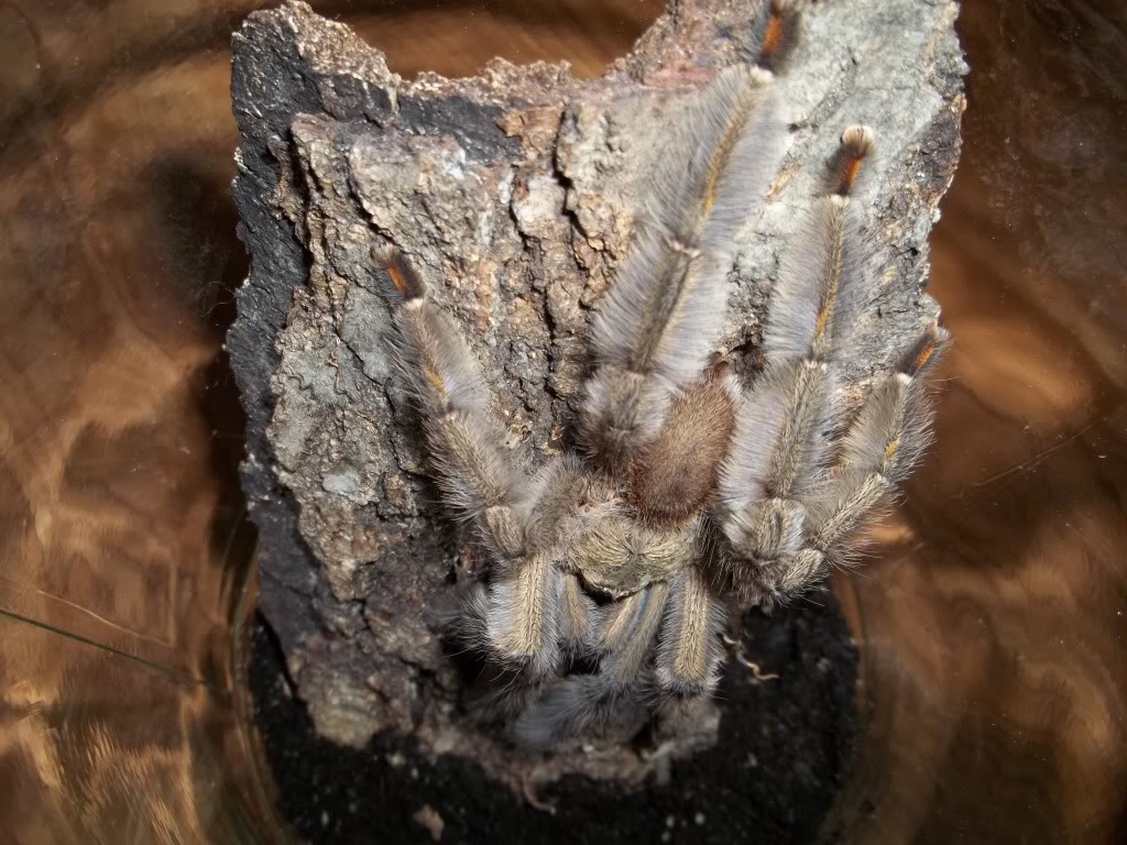 P. cambridgei Male
