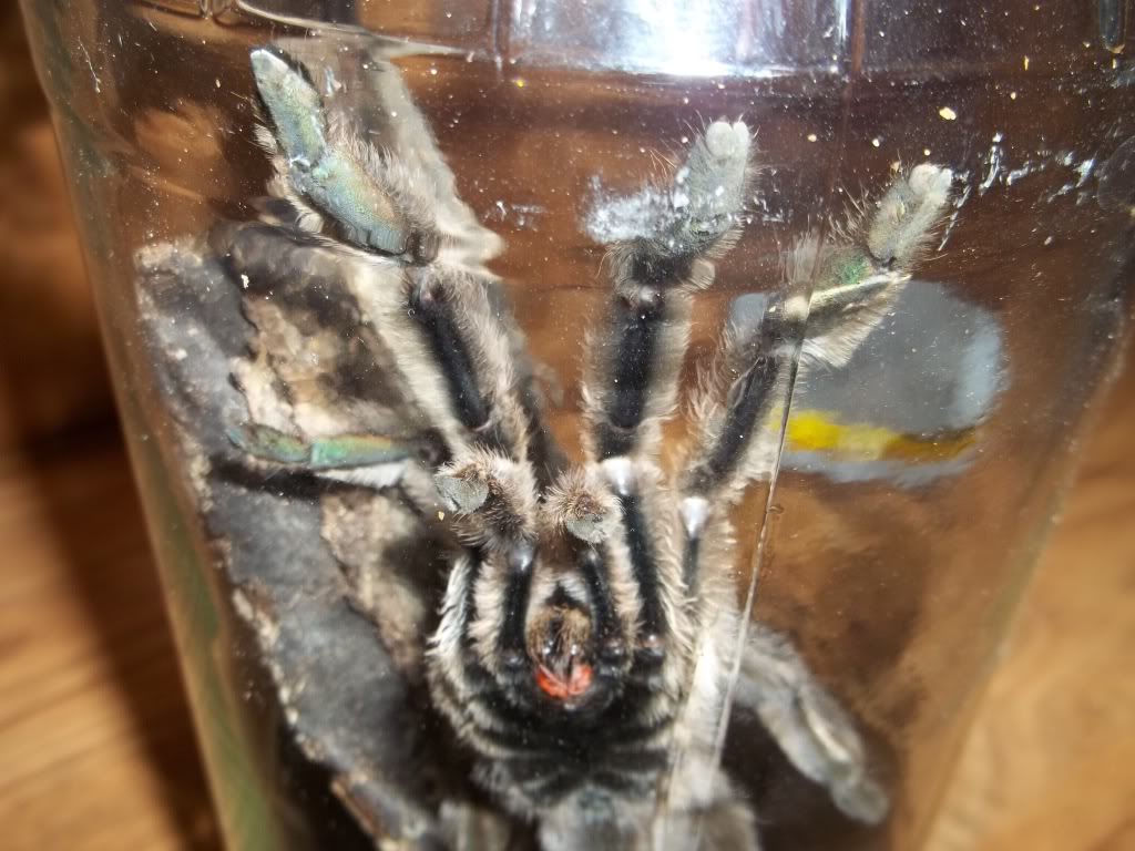 P. cambridgei Male