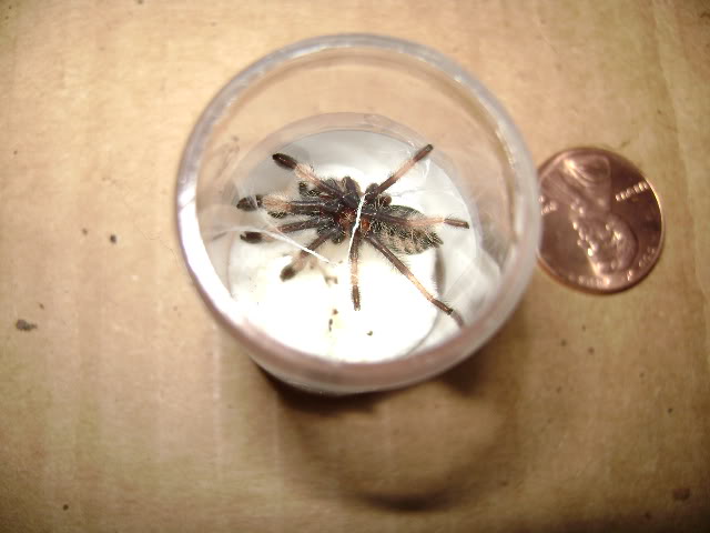 P.irminia Sling